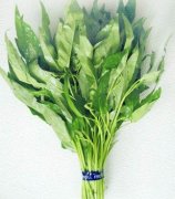 【空心菜的營養(yǎng)價(jià)值】空心菜的功