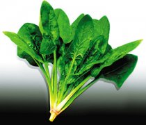 【菠菜的營養(yǎng)價值】菠菜的功效與