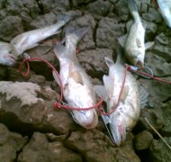 【海釣鱸魚】海釣鱸魚的技巧_海釣鱸魚用什么餌