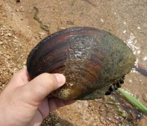 【河蚌怎么殺】河蚌怎么吃_河蚌的做法大全