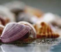 【河蚌怎么吃】河蚌的營(yíng)養(yǎng)價(jià)值_河蚌的做法大全