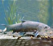 【青魚的營養(yǎng)價值】青魚怎么做好吃_青魚的做法大全