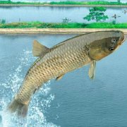 【青魚和草魚的區(qū)別】青魚和草魚的做法_青魚和草魚哪個好吃