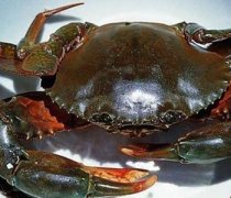【青蟹的營養(yǎng)價值】青蟹怎么做好吃_青蟹適合哪些人吃