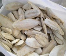 【墨魚骨】墨魚骨的功效與作用_墨魚骨頭有什么用