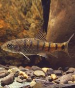 【石斑魚種類】石斑魚怎么做好吃_石斑魚的營養(yǎng)價值