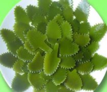 【海帶的做法】海帶的營養(yǎng)價值_海帶的功效