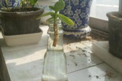 燕子掌能水培嗎，可以水培并且養(yǎng)護起來非常簡單