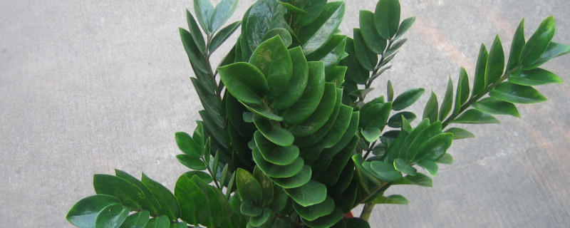 搖錢(qián)樹(shù)葉子發(fā)黃脫落怎樣挽救