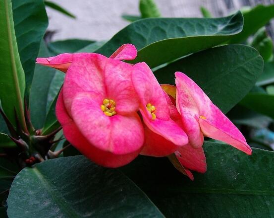 養(yǎng)虎刺梅不吉利嗎，導致全家霉運不斷、影響身體健康