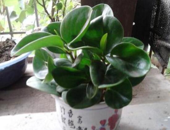 碧玉對身體有什么好處，碧玉的功效與作用