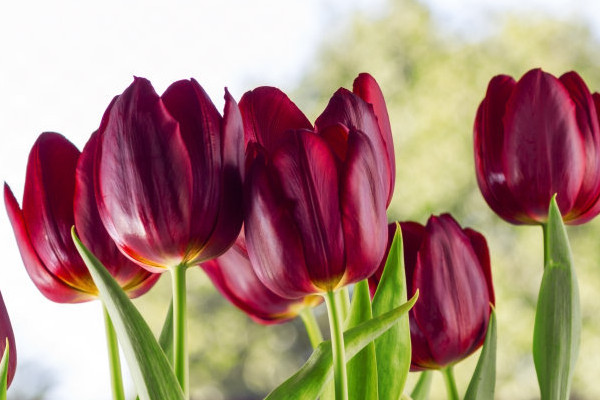 郁金香的養(yǎng)殖方法和注意事項