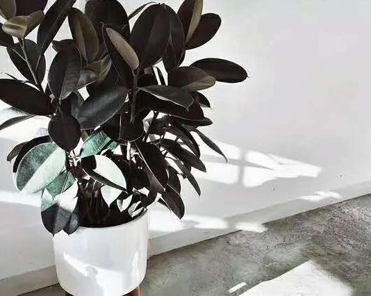 橡皮樹怎么摘心，手把手教你橡皮樹的摘心方法