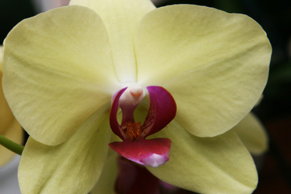 花期蝴蝶蘭家庭養(yǎng)法