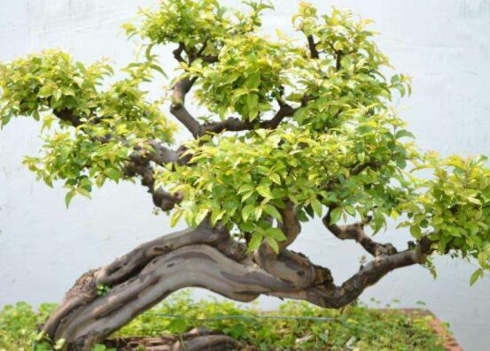 九里香盆景的養(yǎng)殖方法，做好七個(gè)基本養(yǎng)殖要點(diǎn)滿盆花香