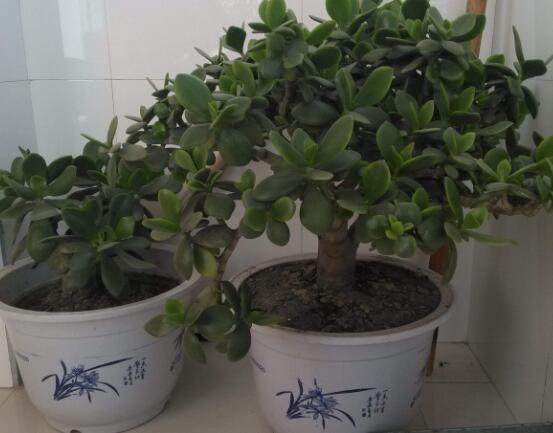 植物燕子掌有毒嗎，無毒與有毒需待進一步科學(xué)考證(證據(jù)不足)