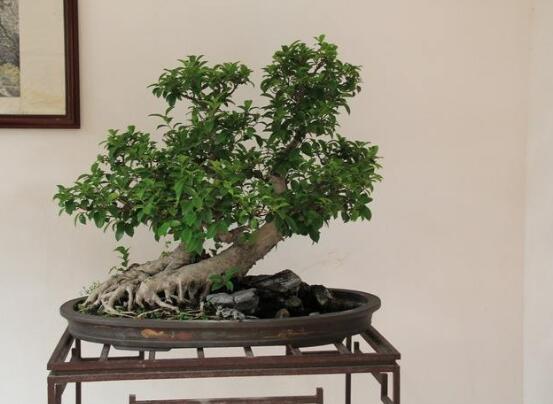 榕樹葉子發(fā)黃怎么辦，榕樹葉子發(fā)黃解決辦法