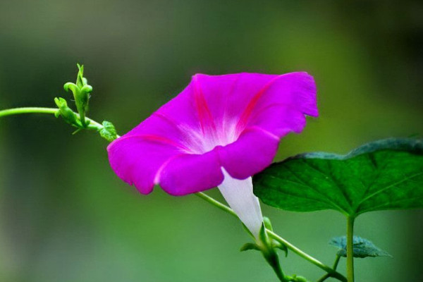 牽?；ㄇ锾炜梢栽谑覂?nèi)種嗎