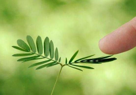 含羞草對人體有害嗎，微毒無害/美化家居、凈化空氣