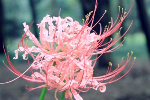 彼岸花有幾個(gè)花瓣