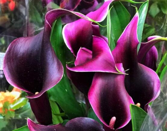 紅色馬蹄蓮花語，圣潔虔誠、永結(jié)同心、吉祥如意