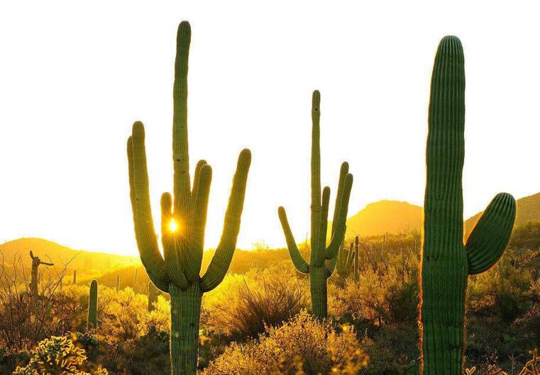 仙人球長(zhǎng)小球要修剪嗎，最好把這些小球進(jìn)行移栽