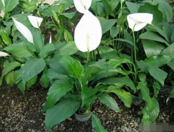 一帆風(fēng)順花期，大多數(shù)在5-8月開花(一年四季均可開花)