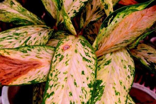 粉色花葉萬(wàn)年青有毒嗎，家中有小孩子不建議養(yǎng)殖