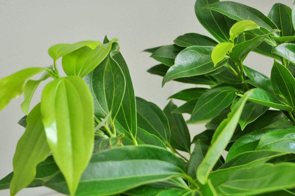 平安樹葉子耷拉怎么辦，適當(dāng)補充光照增施氮肥