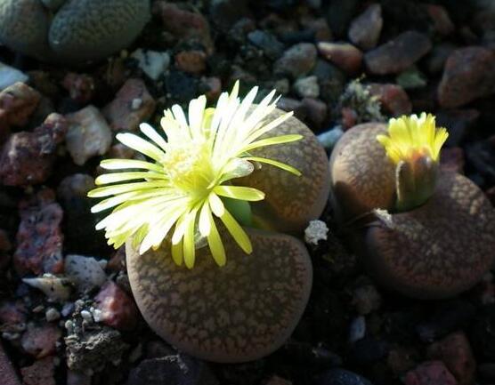 生石花移植方法，做好六點基本步驟成功率百分百