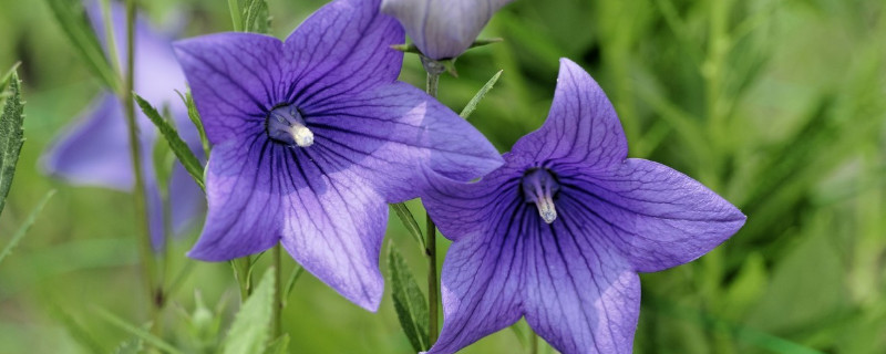 牽?；绲酿B(yǎng)護(hù)方法