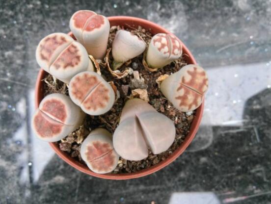 生石花家庭養(yǎng)護(hù)，老農(nóng)總結(jié)最實(shí)用五大要點(diǎn)