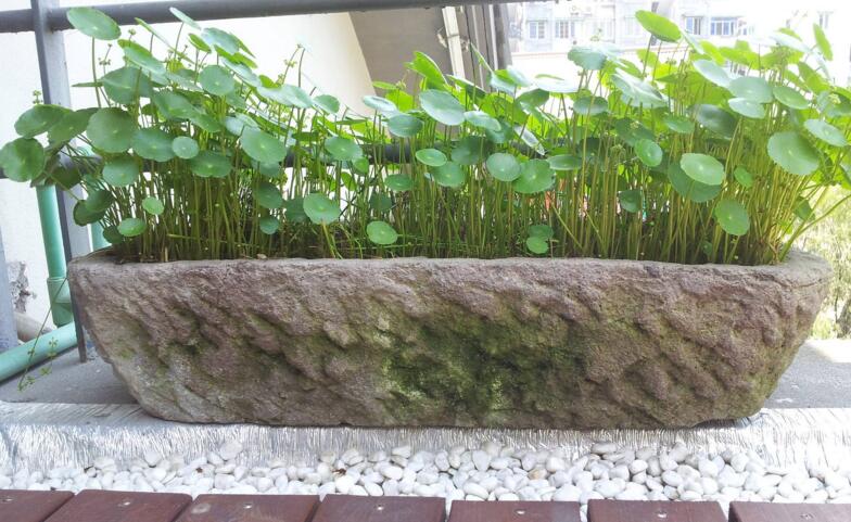 銅錢草怎么種，銅錢草土養(yǎng)的方法步驟