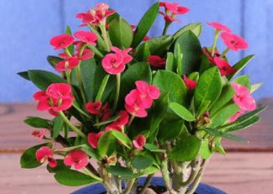 養(yǎng)虎刺梅不吉利嗎，導致全家霉運不斷、影響身體健康