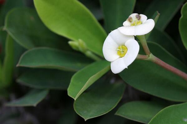 虎刺梅開花為何不紅了，可能是光照不足導致