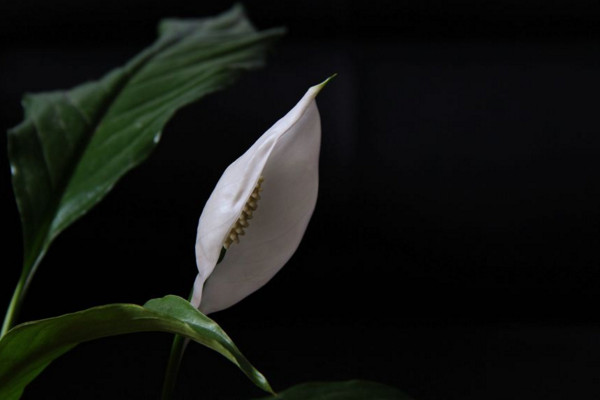 一帆風(fēng)順的葉子尖干枯怎么辦，可更換盆土或進行通風(fēng)