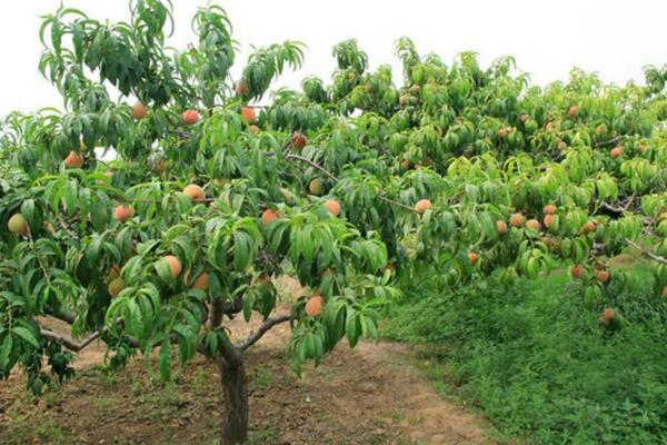 桃花的病害防治，4種常見病害講解