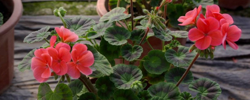 天竺葵葉子邊緣發(fā)黃解決方法