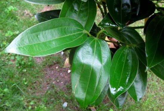 平安樹(shù)葉子耷拉怎么辦，三種原因以及解決辦法