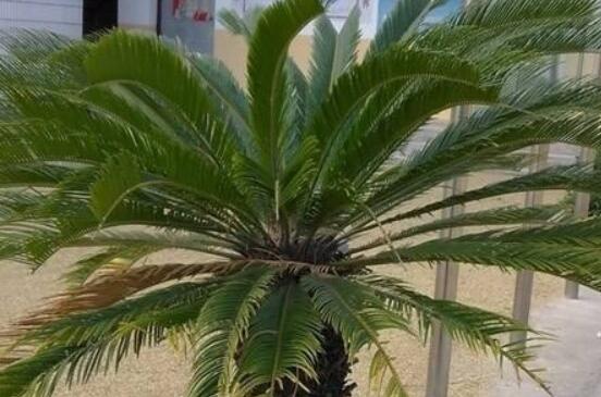 養(yǎng)鐵樹有什么忌諱，沖擊財(cái)運(yùn)與福運(yùn)/戀愛結(jié)婚難