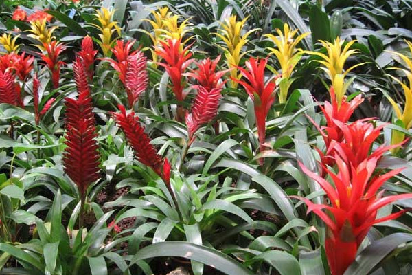 鴻運當頭夏季怎樣養(yǎng)護