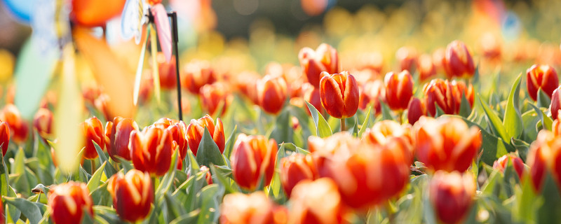 郁金香會(huì)不會(huì)復(fù)花