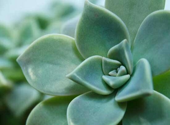 寶石花怎么澆水，不同季節(jié)不同澆水量(控水為主)