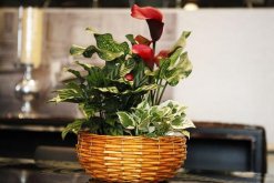 馬蹄蓮花怎么養(yǎng)，不容錯(cuò)過的5大要點(diǎn)