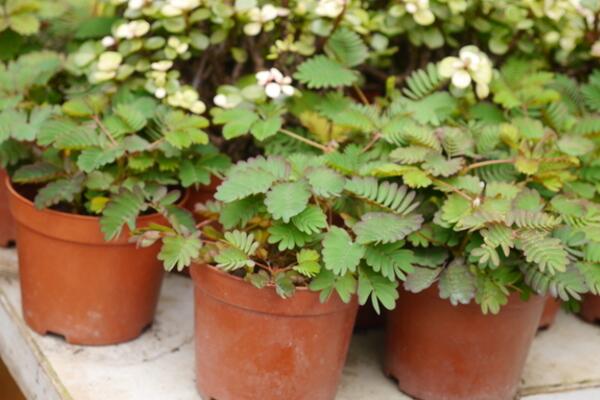 含羞草夏天怎么養(yǎng)，不可忽視的四大要點