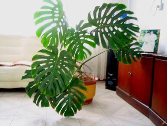 龜背竹的修剪方法圖解，主要以整株、枝頂、整修修剪為主