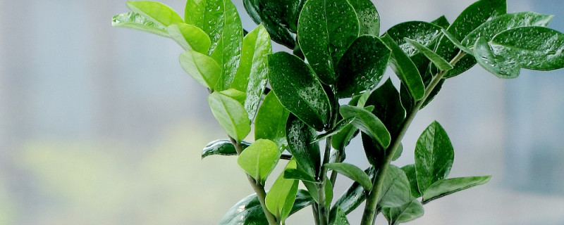 金錢樹秋天會(huì)落葉嗎