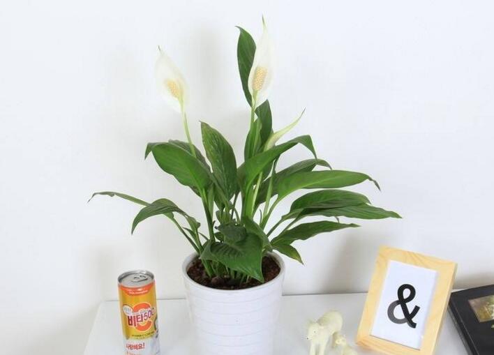 一帆風(fēng)順用什么營(yíng)養(yǎng)液，濃縮型營(yíng)養(yǎng)液（發(fā)芽多發(fā)枝快）