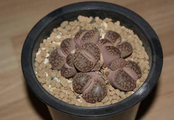 生石花怎么繁殖，最常用兩種繁殖方法(播種與分株)