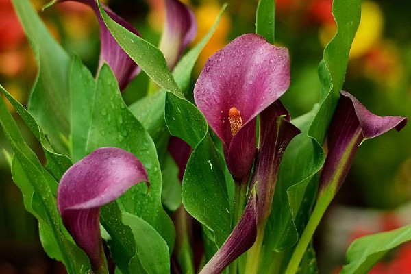 馬蹄蓮發(fā)芽后怎么養(yǎng)